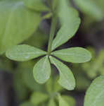 Boykin's milkwort